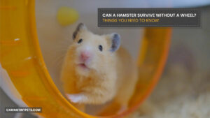 Can a Hamster Survive Without a Wheel? Things You Need To Know