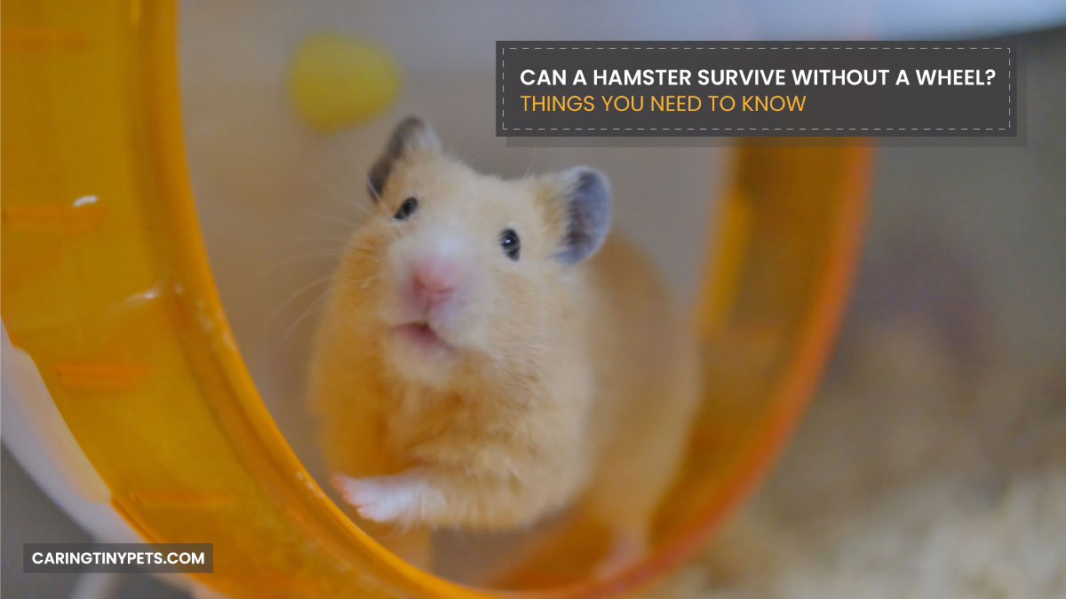 Can a Hamster Survive Without a Wheel Things You Need To Know