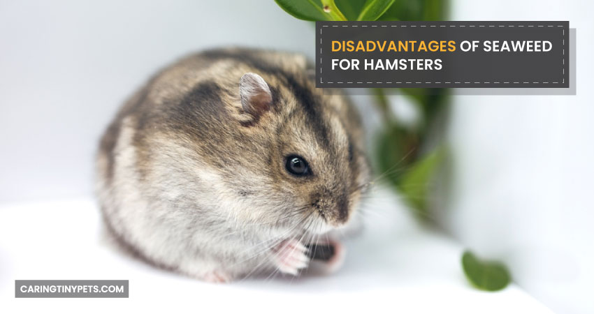 Disadvantages of Seaweed for Hamsters