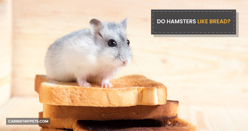 Do Hamsters Like Bread
