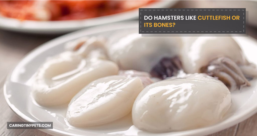 Do Hamsters Like Cuttlefish or its Bones
