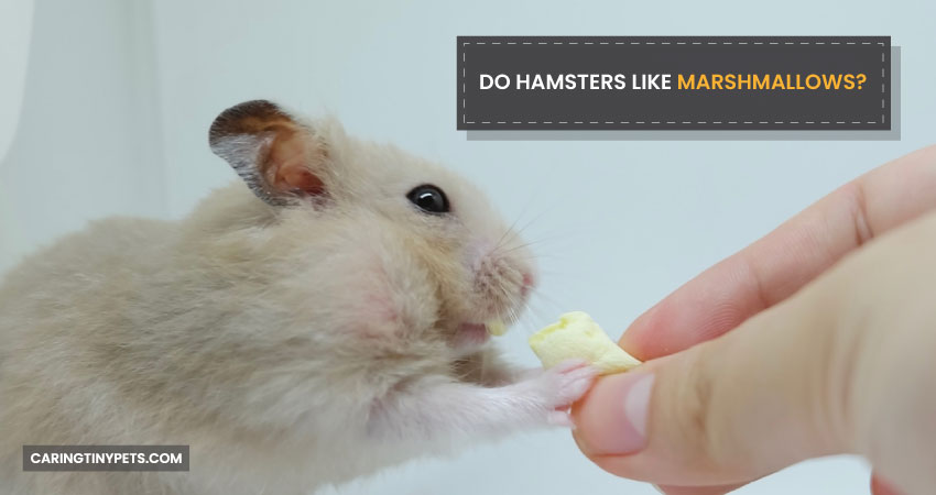 Do Hamsters Like Marshmallows