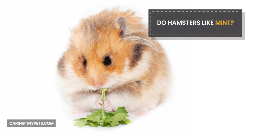 Do Hamsters Like Mint