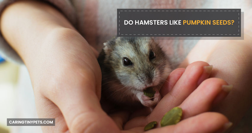 Do Hamsters Like Pumpkin Seeds