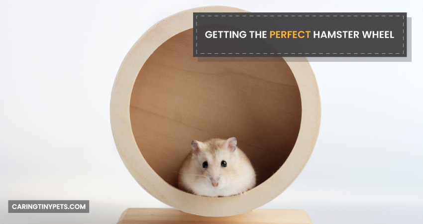 Getting the Perfect Hamster Wheel