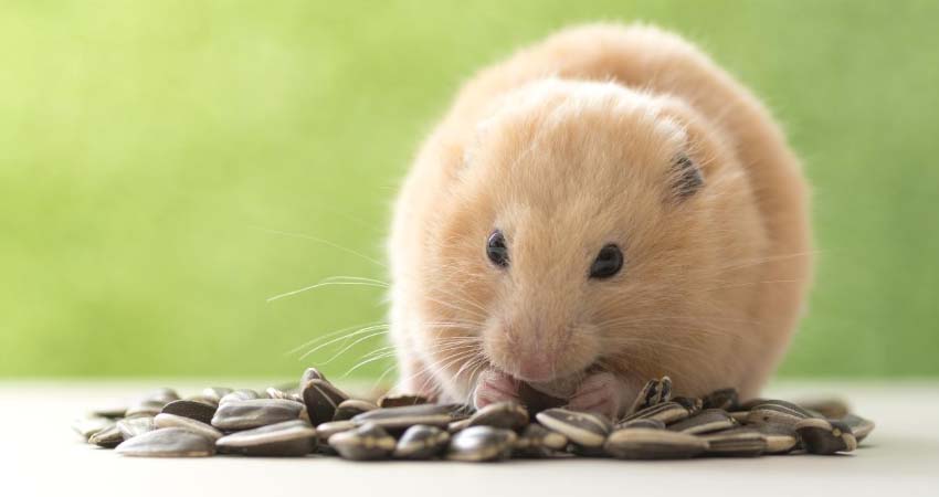 Hamsters Eat Sunflower Seeds