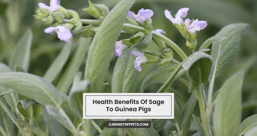 Health Benefits Of Sage To Guinea Pigs