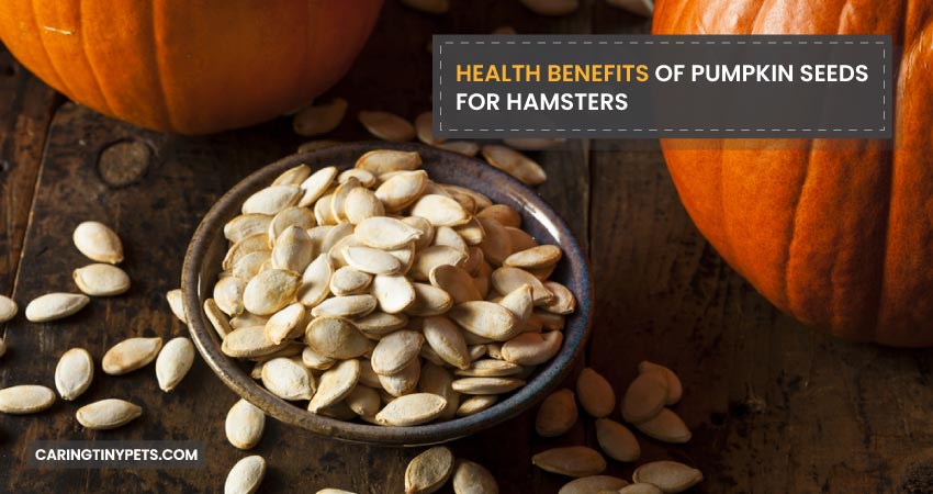 Health Benefits of Pumpkin Seeds for Hamsters