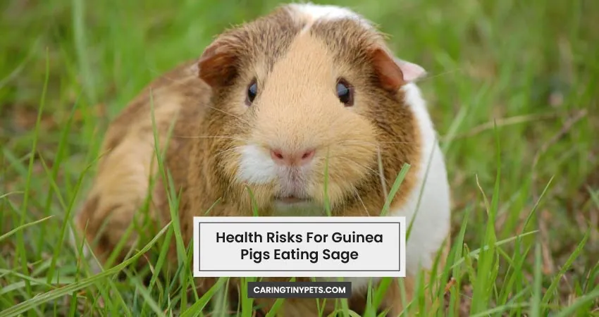 Health Risks For Guinea Pigs Eating Sage