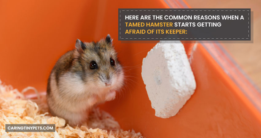 Here Are the Common Reasons When a Tamed Hamster Starts Getting Afraid of Its Keeper