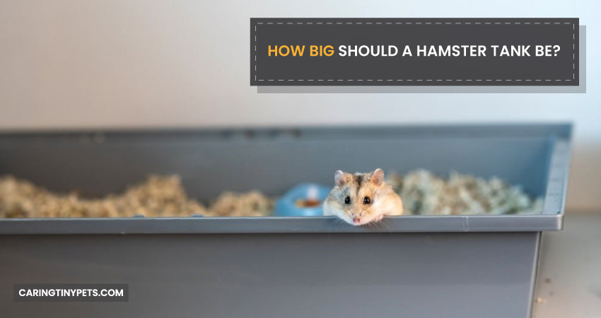 How Big Should a Hamster Tank Be