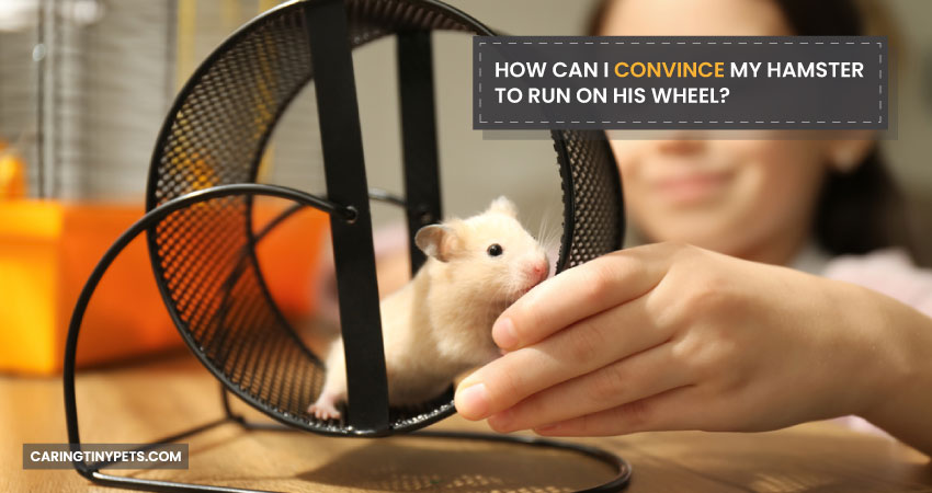 How Can I Convince My Hamster To Run On His Wheel