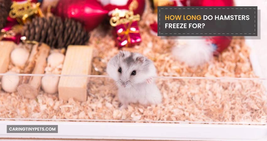 How Long Do Hamsters Freeze For