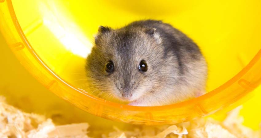 How Long Should Your Hamster Run On The Wheel