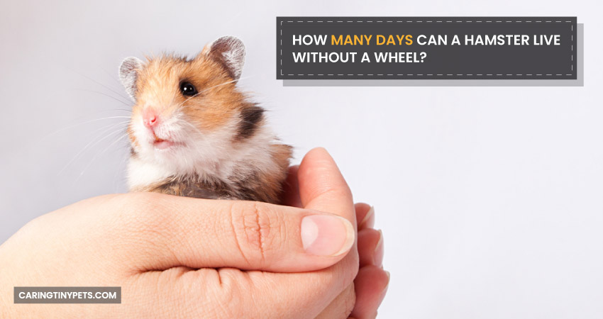 How Many Days Can A Hamster Live Without A Wheel