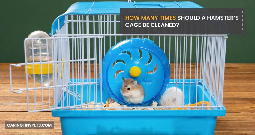 How Many Times Should a Hamster's Cage Be Cleaned