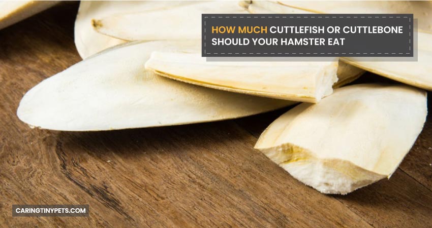 How Much Cuttlefish or Cuttlebone Should Your Hamster Eat