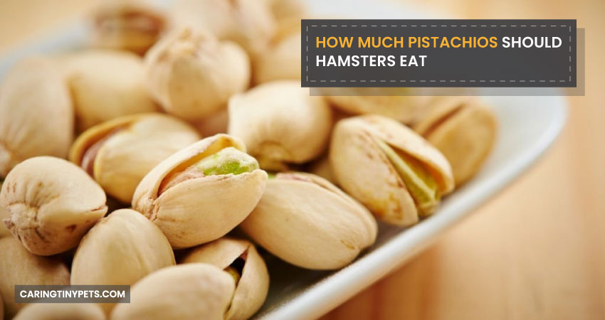 How Much Pistachios Should Hamsters Eat