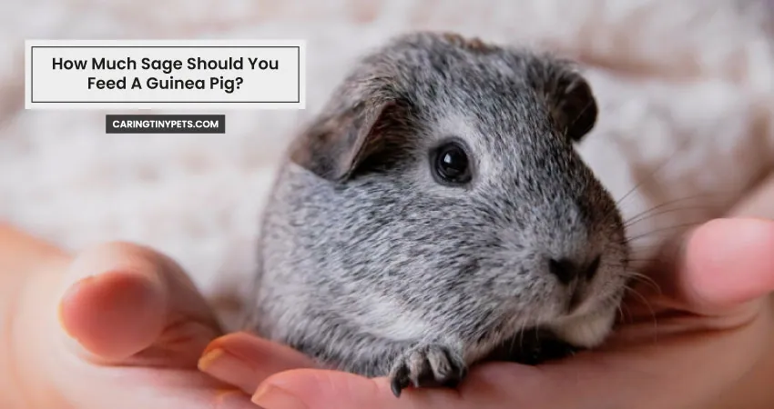 How Much Sage Should You Feed A Guinea Pig