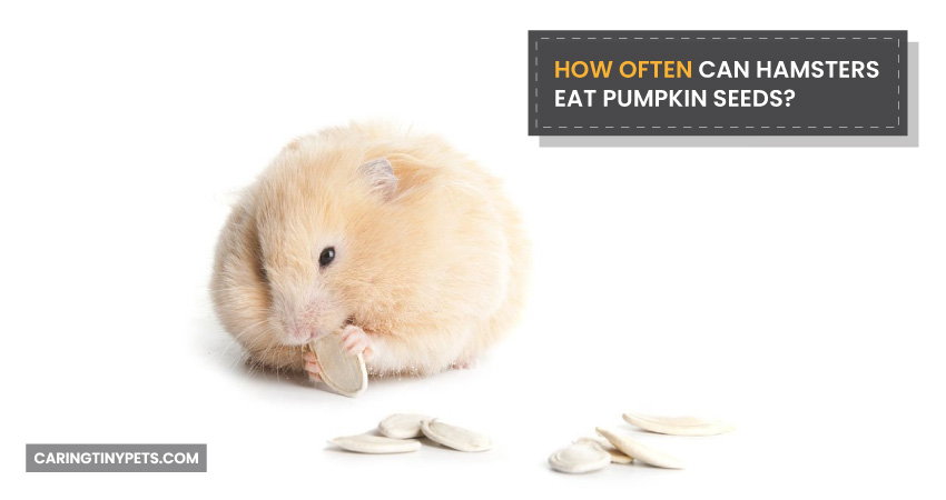 How Often Can Hamsters Eat Pumpkin Seeds