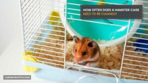 How Often Does A Hamster Cage Need To Be Cleaned?