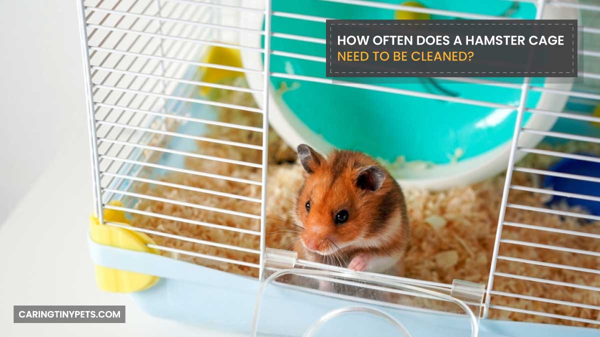How Often Does A Hamster Cage Need To Be Cleaned