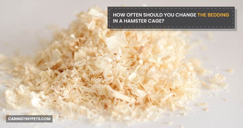 How Often Should You Change The Bedding In A Hamster Cage