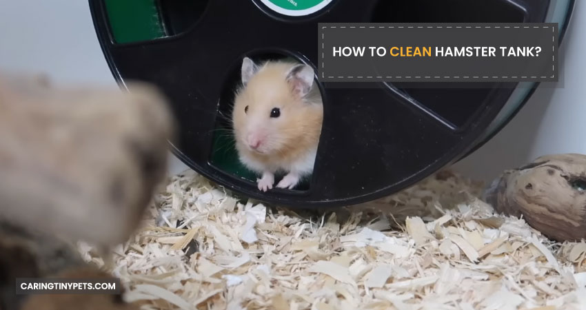 How To Clean Hamster Tank