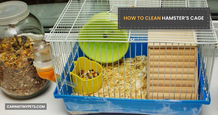 How To Clean Hamsters Cage