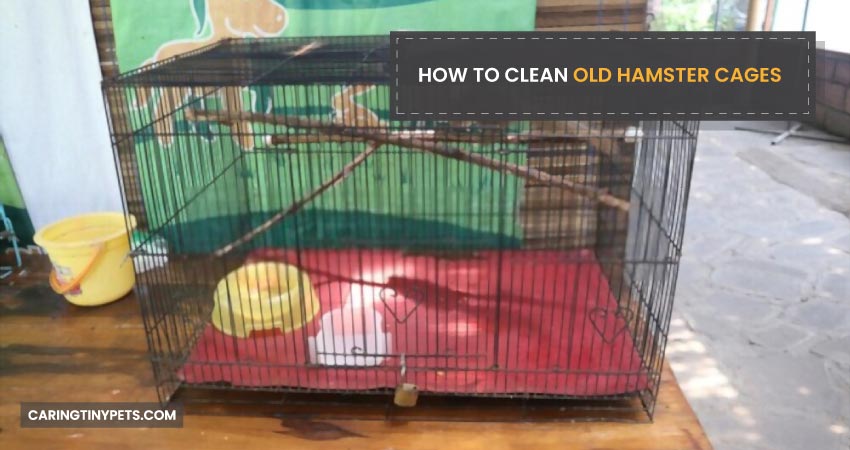 How To Clean Old Hamster Cages