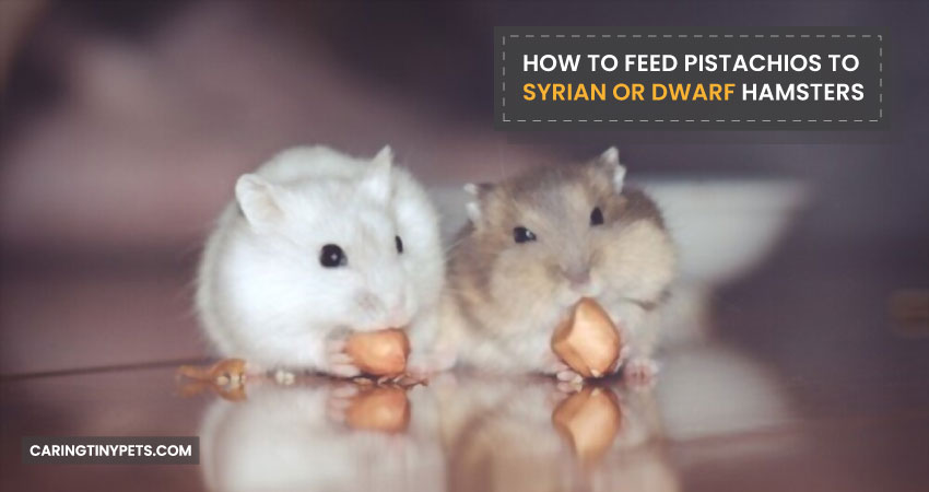 How To Feed Pistachios To Syrian Or Dwarf Hamsters