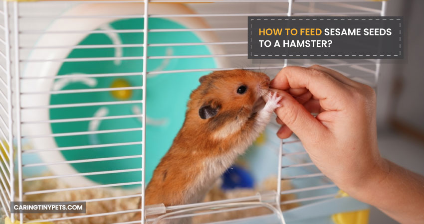 How To Feed Sesame Seeds To A Hamster