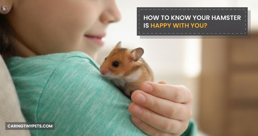 How To Know Your Hamster Is Happy With You