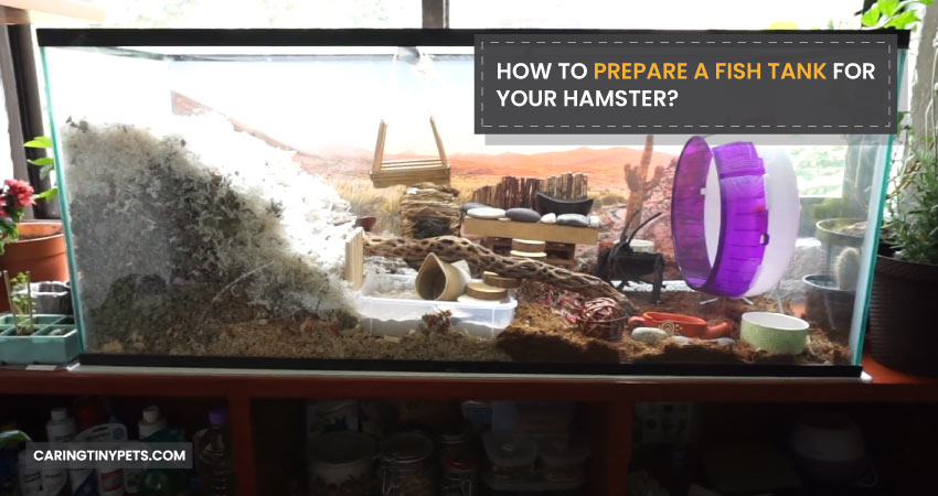 How To Prepare A Fish Tank For Your Hamster