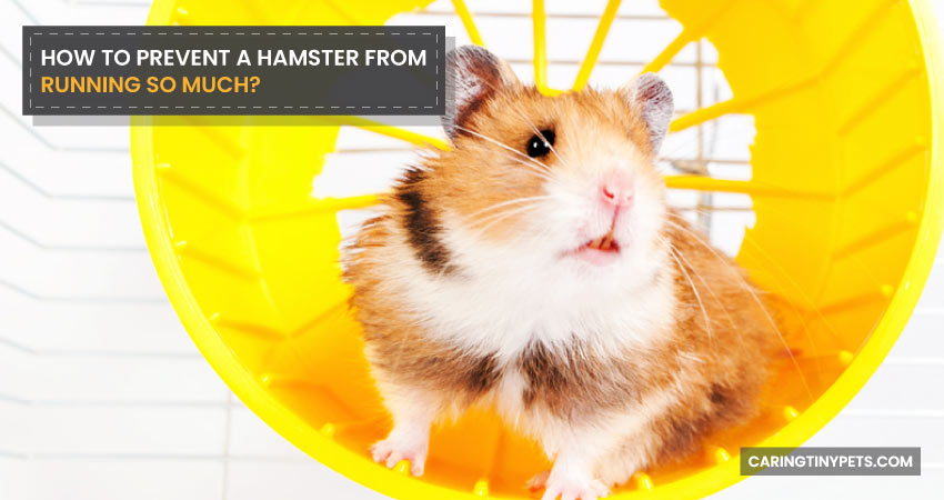 How To Prevent A Hamster From Running So Much