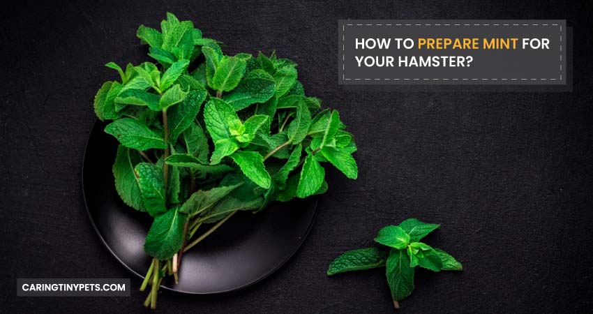 How to Prepare Mint for Your Hamster