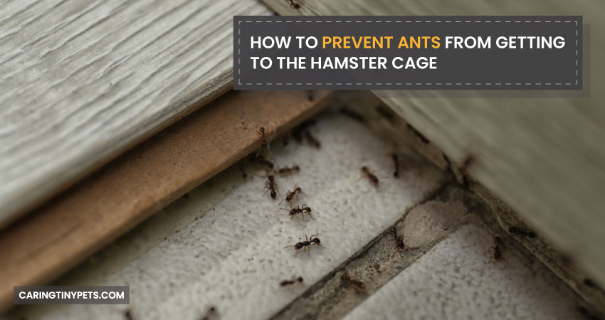 How to Prevent Ants From Getting to the Hamster Cage
