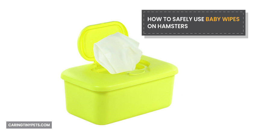 How to Safely Use Baby Wipes on Hamsters