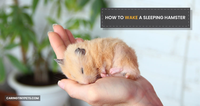 How to wake a sleeping hamster