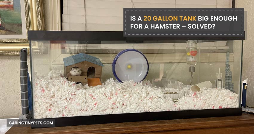 Is A 20 Gallon Tank Big Enough For A Hamster Solved