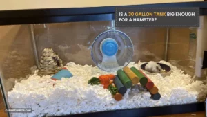 All About The Size: Is A 30 Gallon Tank Big Enough For A Hamster?