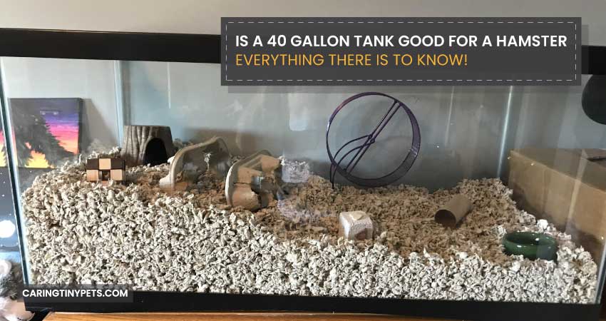 Is A 40 Gallon Tank Good For A Hamster