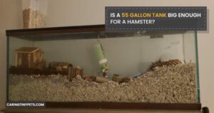 Is A 55 Gallon Tank Big Enough For A Hamster?