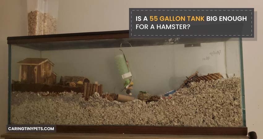 Is A 55 Gallon Tank Big Enough For A Hamster