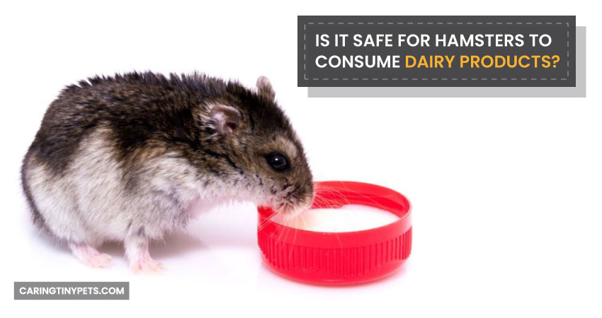 Is It Safe For Hamsters To Consume Dairy Products