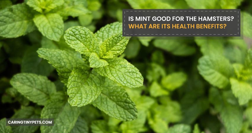 Is Mint Good for the Hamsters What are its Health Benefits