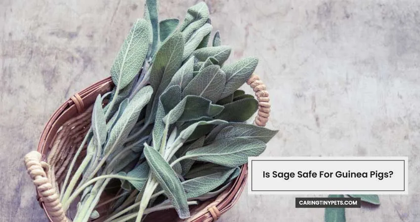 Is Sage Safe For Guinea Pigs