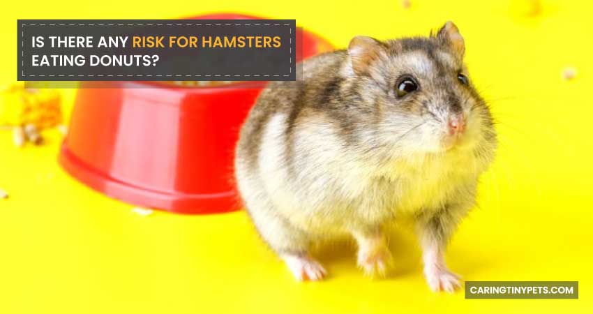 Is There Any Risk For Hamsters Eating Donuts