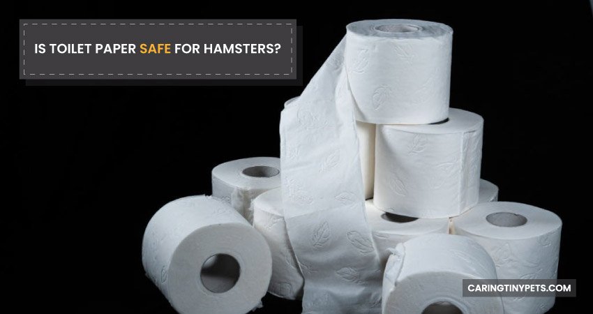 Is Toilet Paper Safe for Hamsters