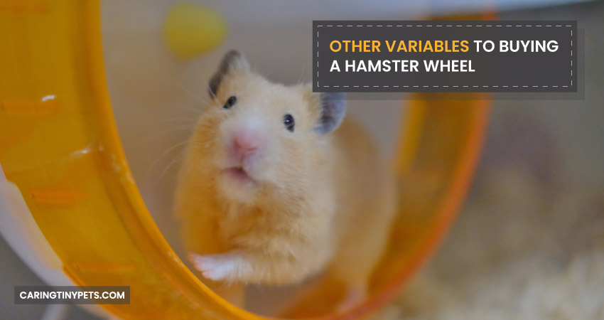 Other Variables to Buying a Hamster Wheel